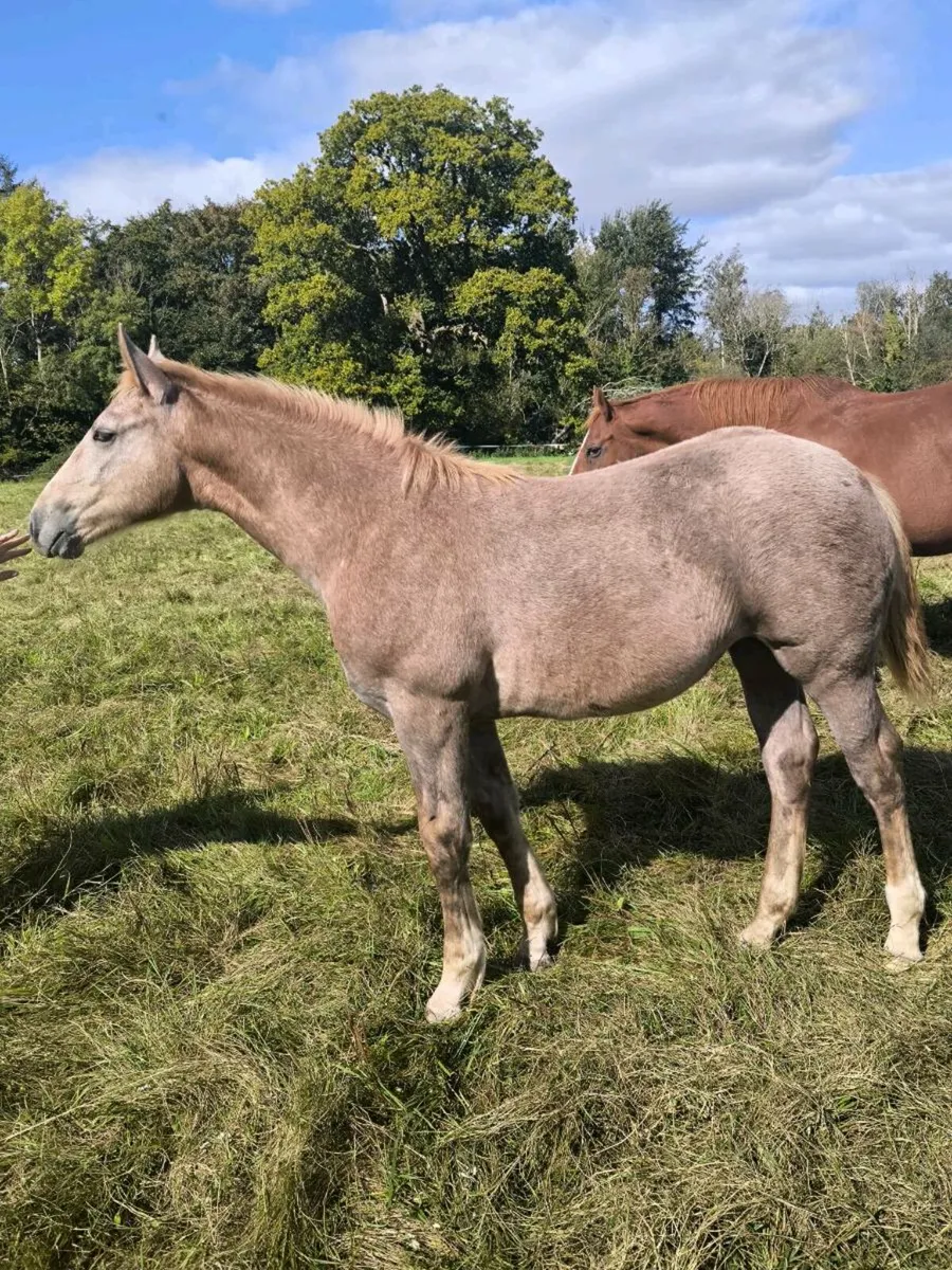 Super irish draught filly foal - Image 4