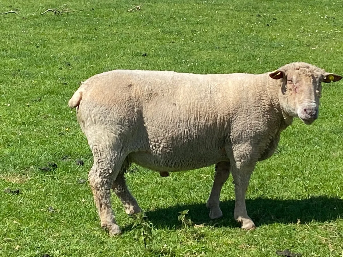 sheep - Image 1
