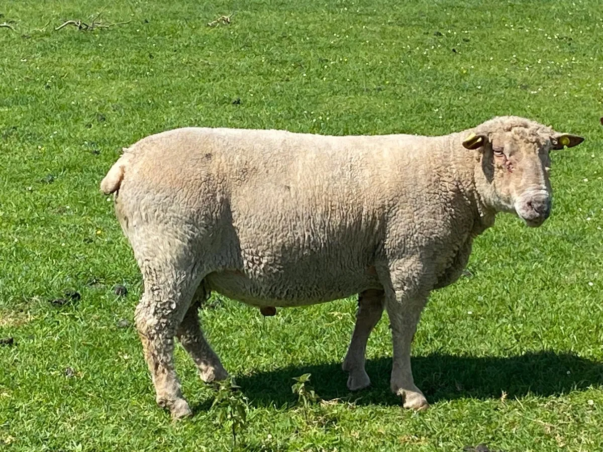 sheep - Image 2