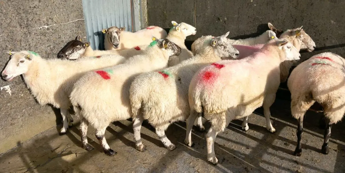 CHEVOIT BREEDING EWES - Image 1