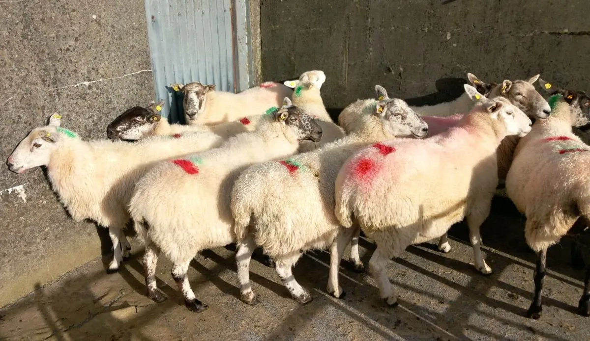 CHEVOIT BREEDING EWES - Image 2