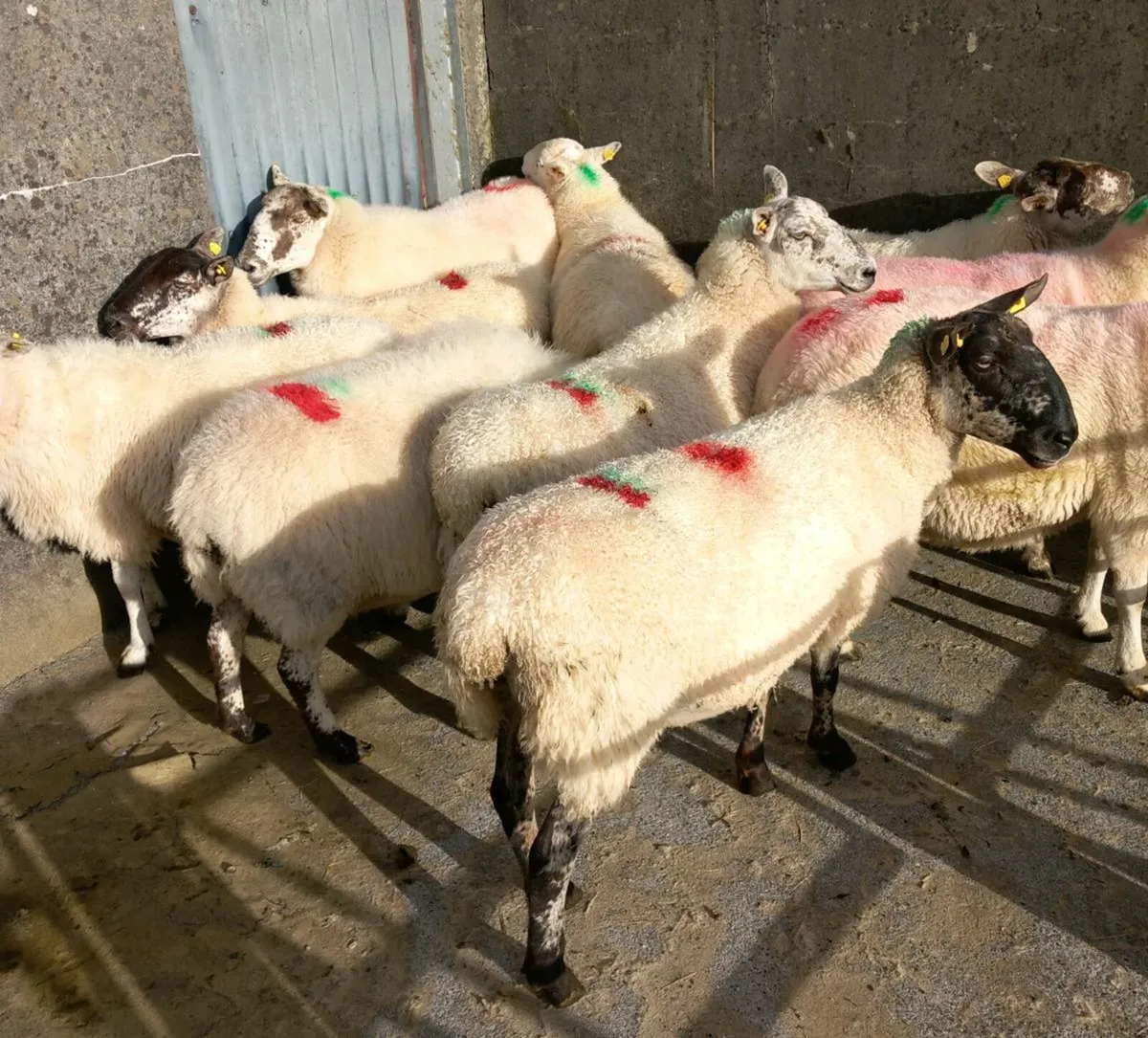 CHEVOIT BREEDING EWES - Image 3