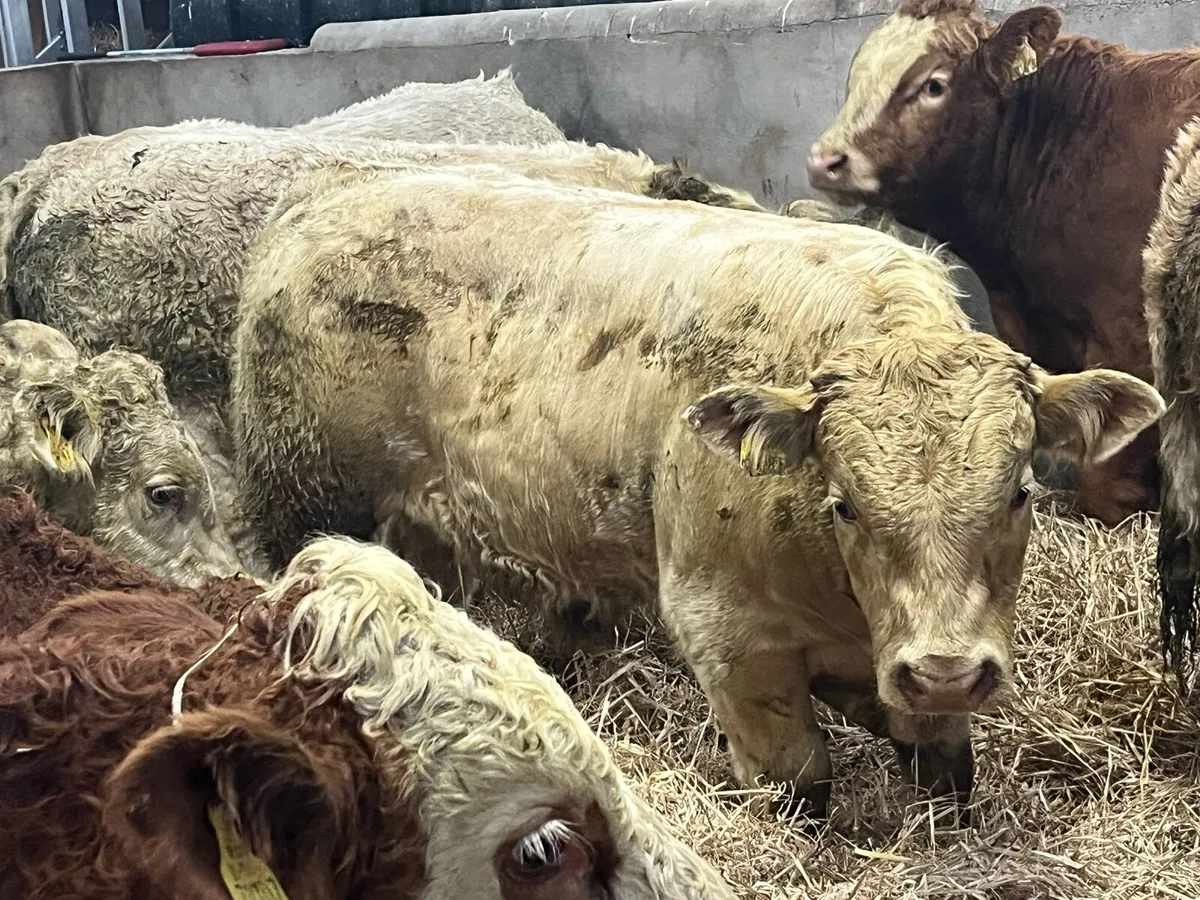 15 Super Charolais Bull Weanlings - Image 4
