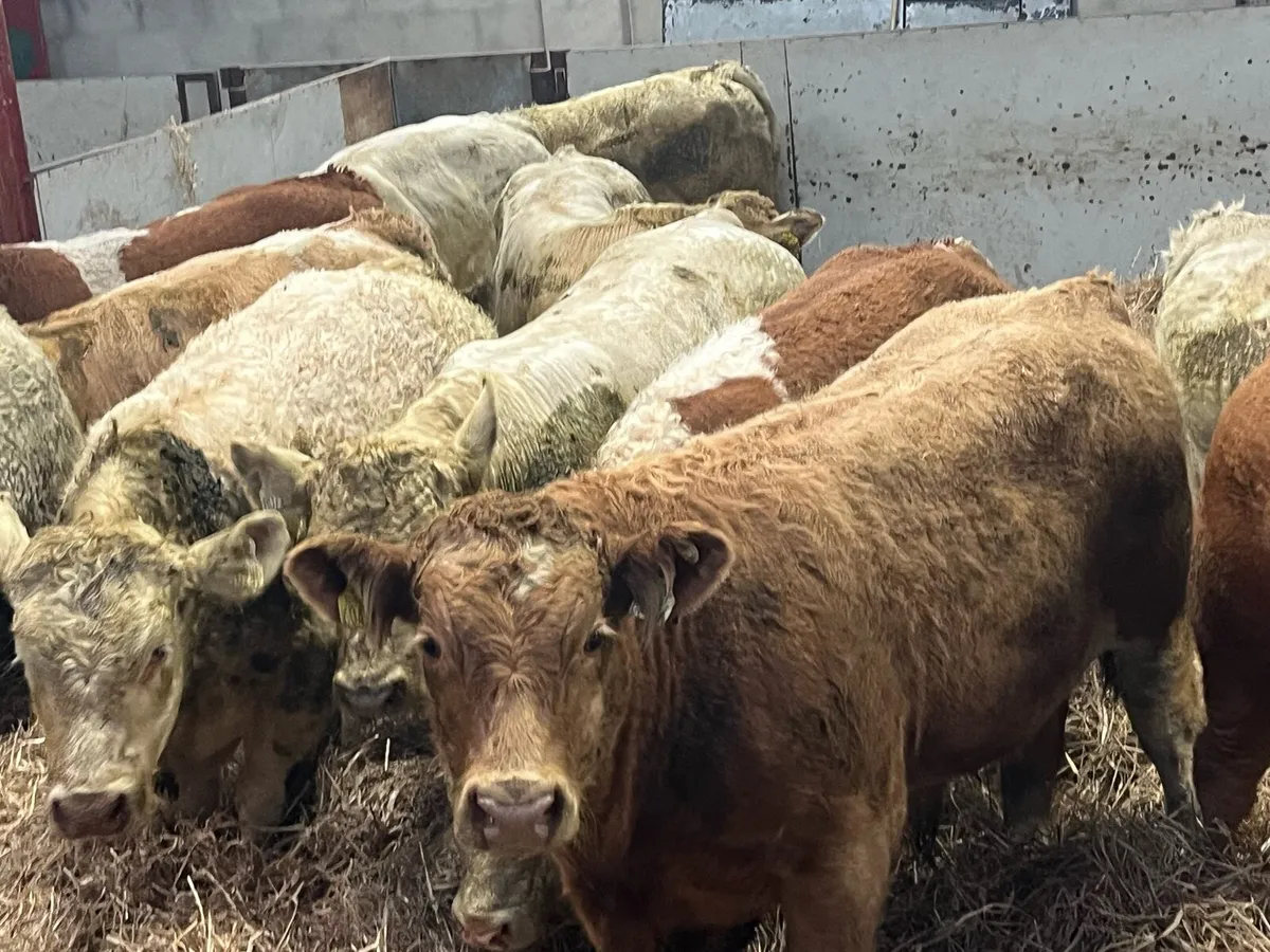 15 Super Charolais Bull Weanlings - Image 3