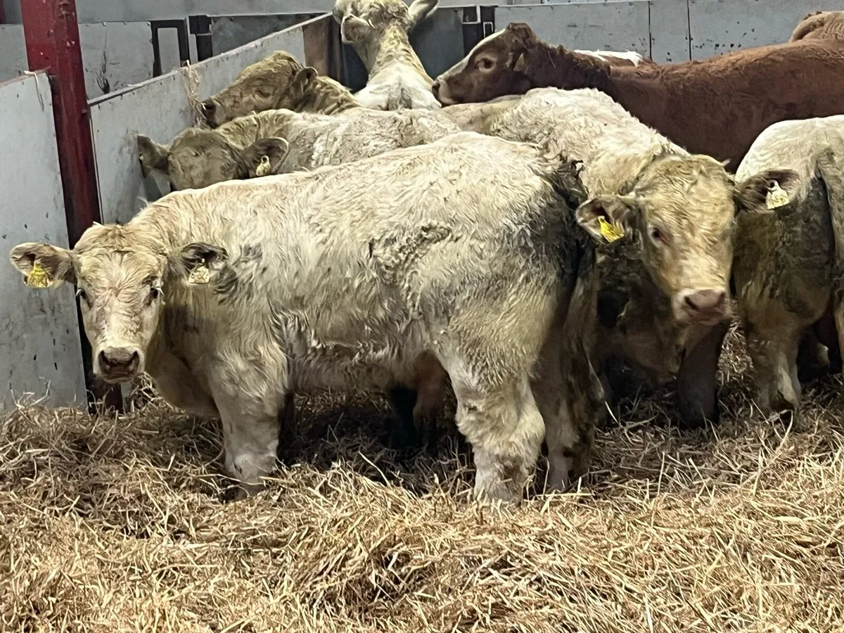 15 Super Charolais Bull Weanlings - Image 2