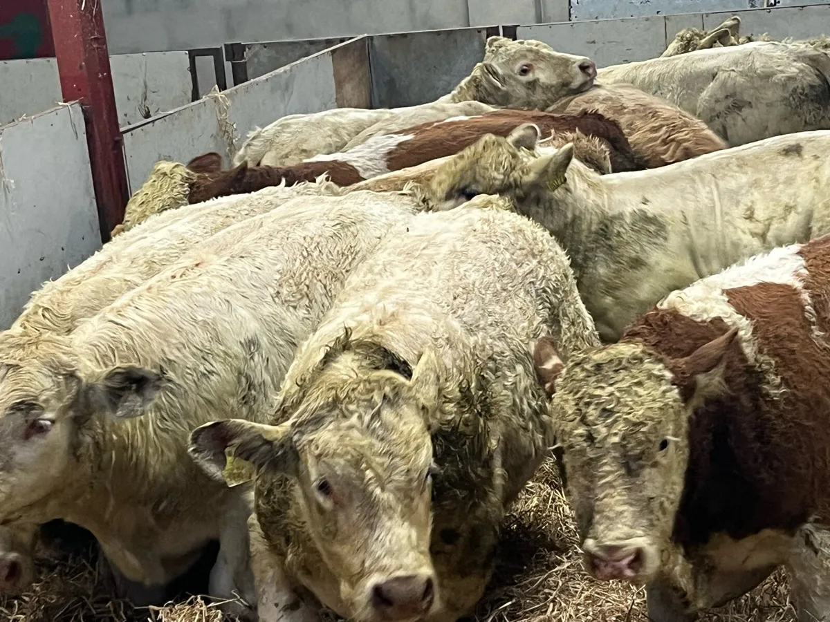 15 Super Charolais Bull Weanlings - Image 1