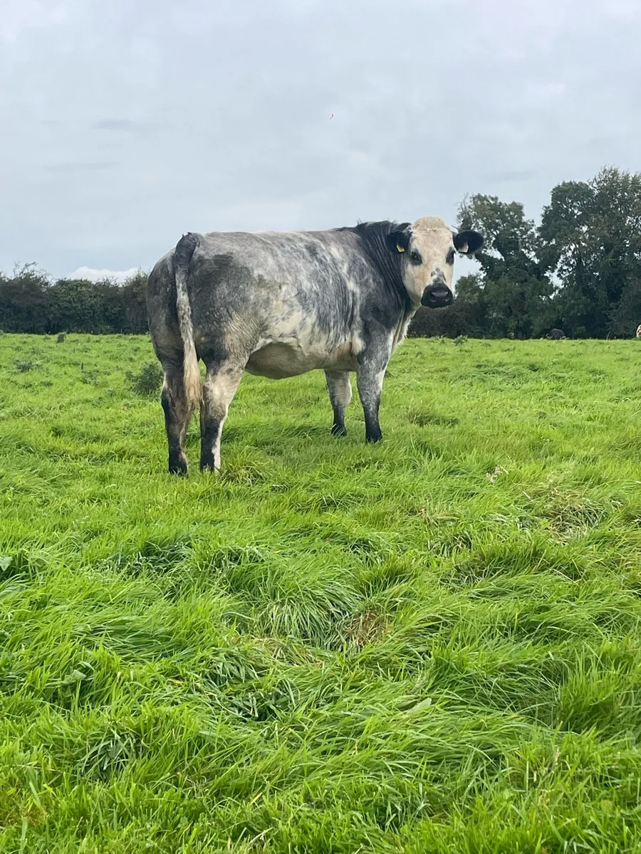 Belgian blue heifer not suitable for breeding - Image 1