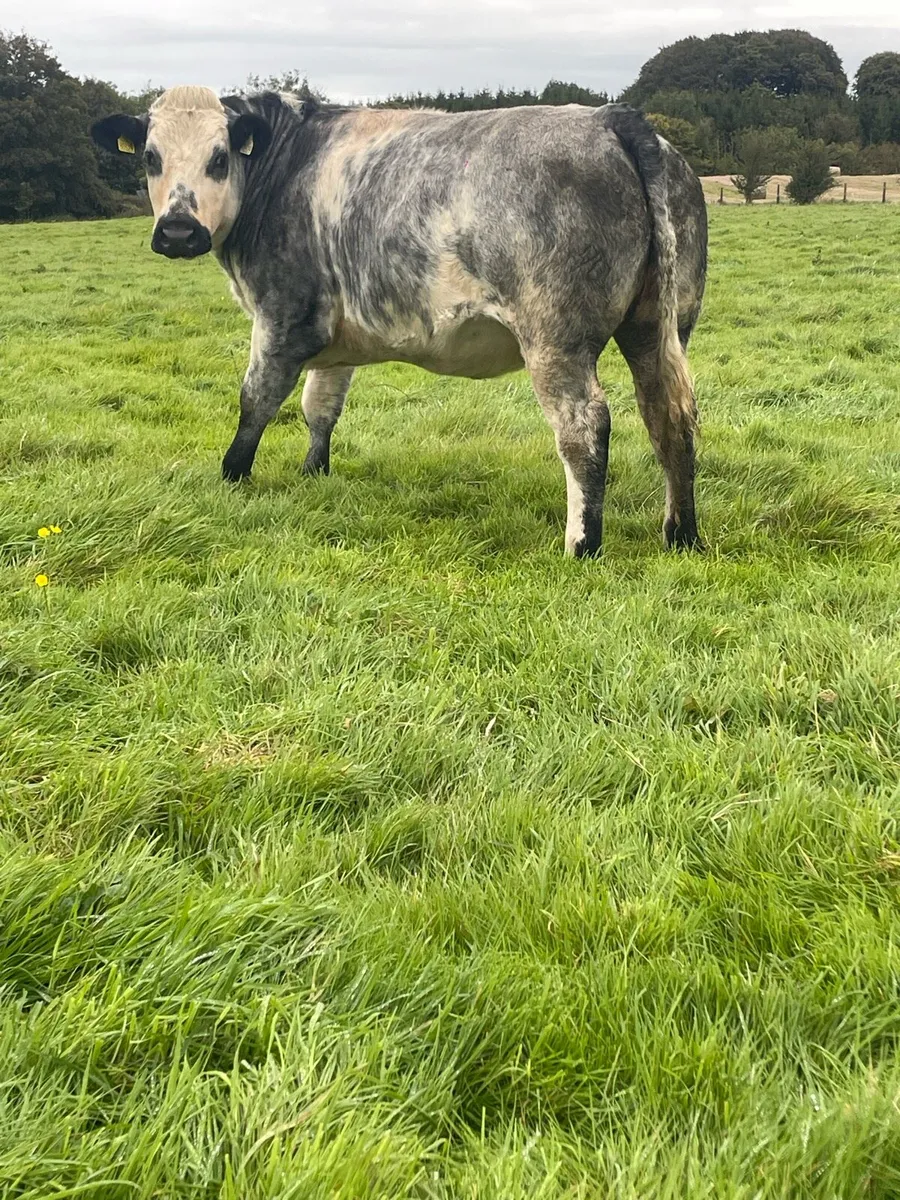 Belgian blue heifer not suitable for breeding - Image 2