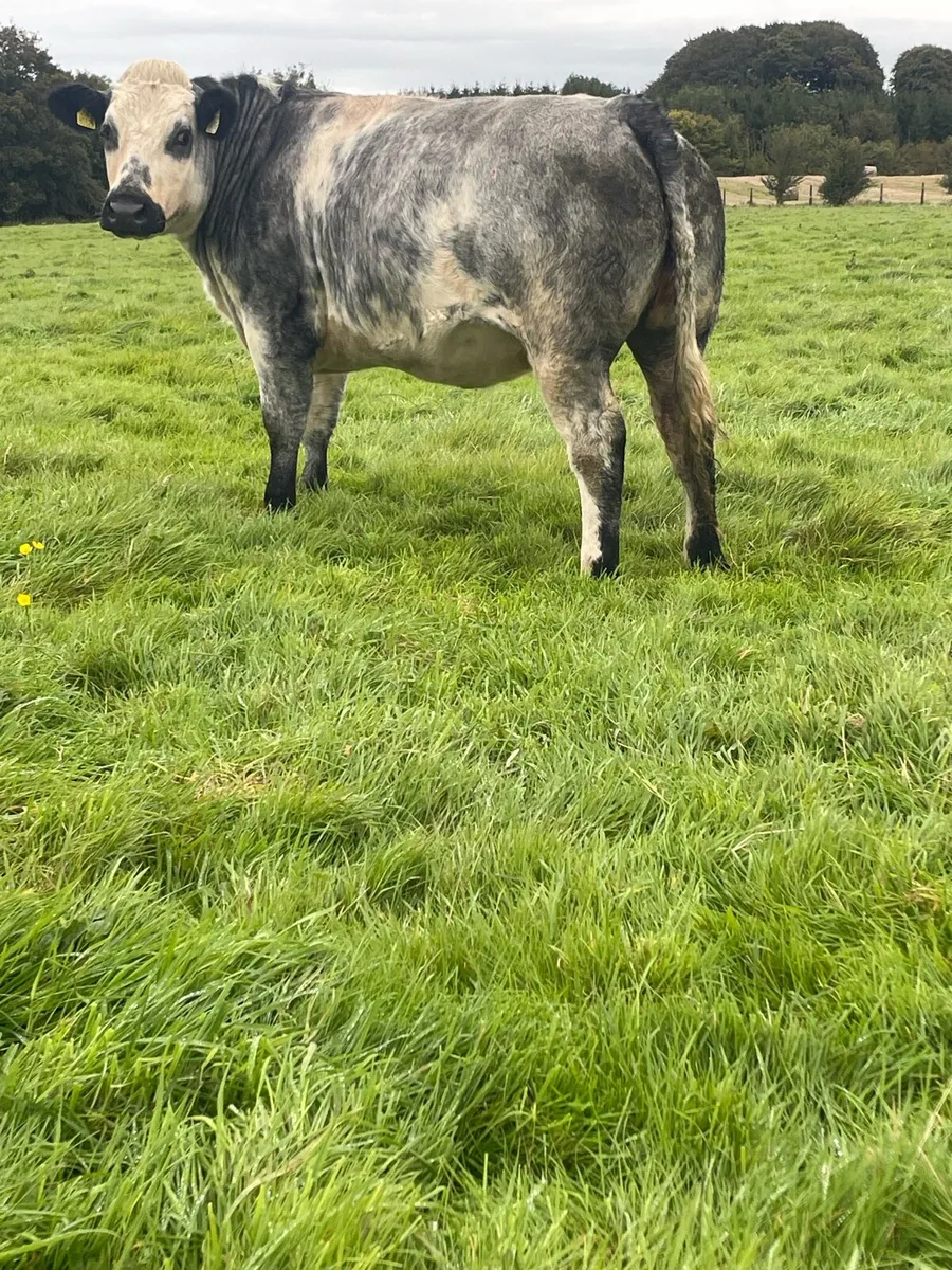Belgian blue heifer not suitable for breeding - Image 3