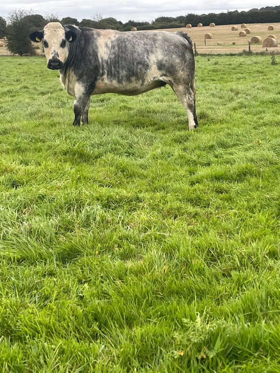 Belgian blue heifer not suitable for breeding - Image 4