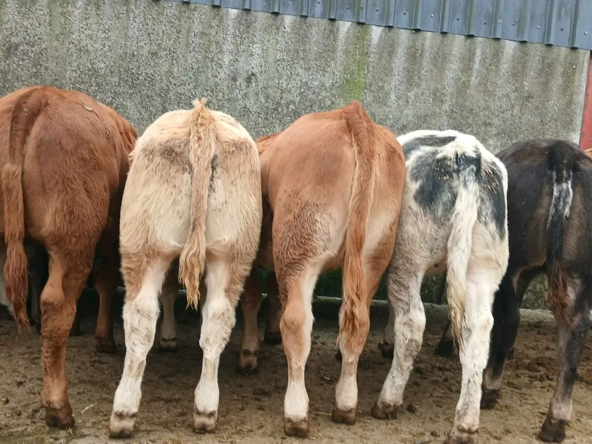20 Super Heifer Weanlings - Image 1