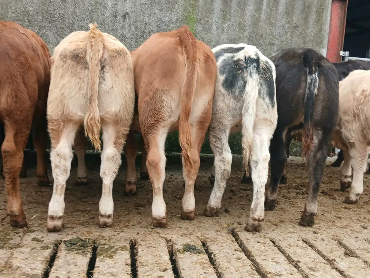 20 Super Heifer Weanlings - Image 3