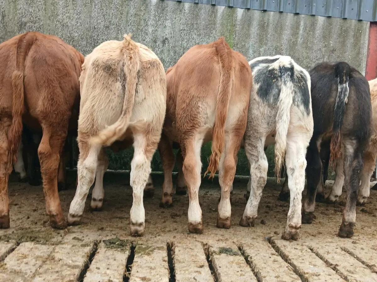 20 Super Heifer Weanlings - Image 4