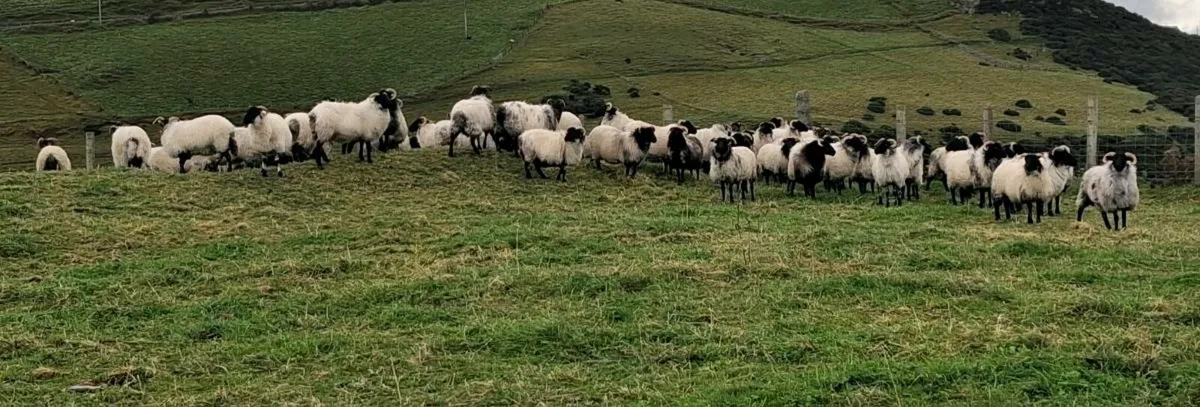 Westie Hoggets - Image 2