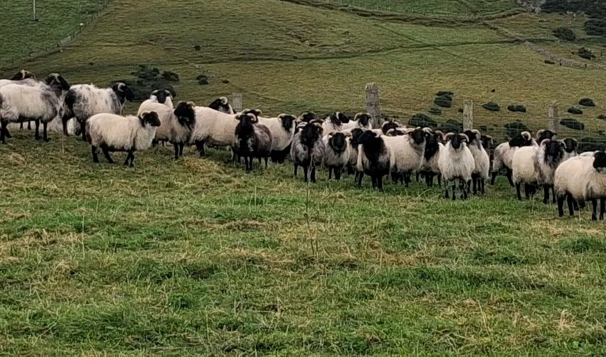 Westie Hoggets - Image 3