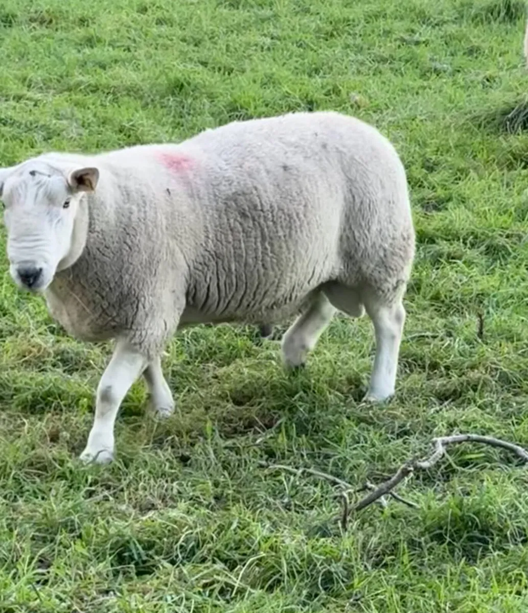 North County Cheviot Ram - Image 2