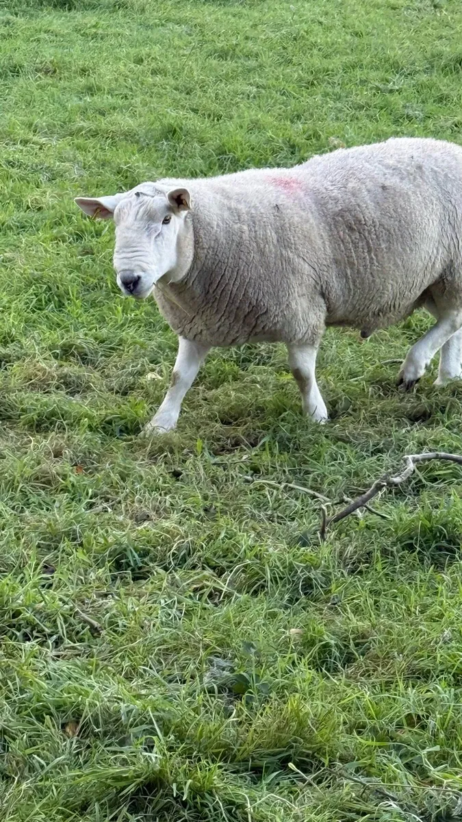 North County Cheviot Ram - Image 3