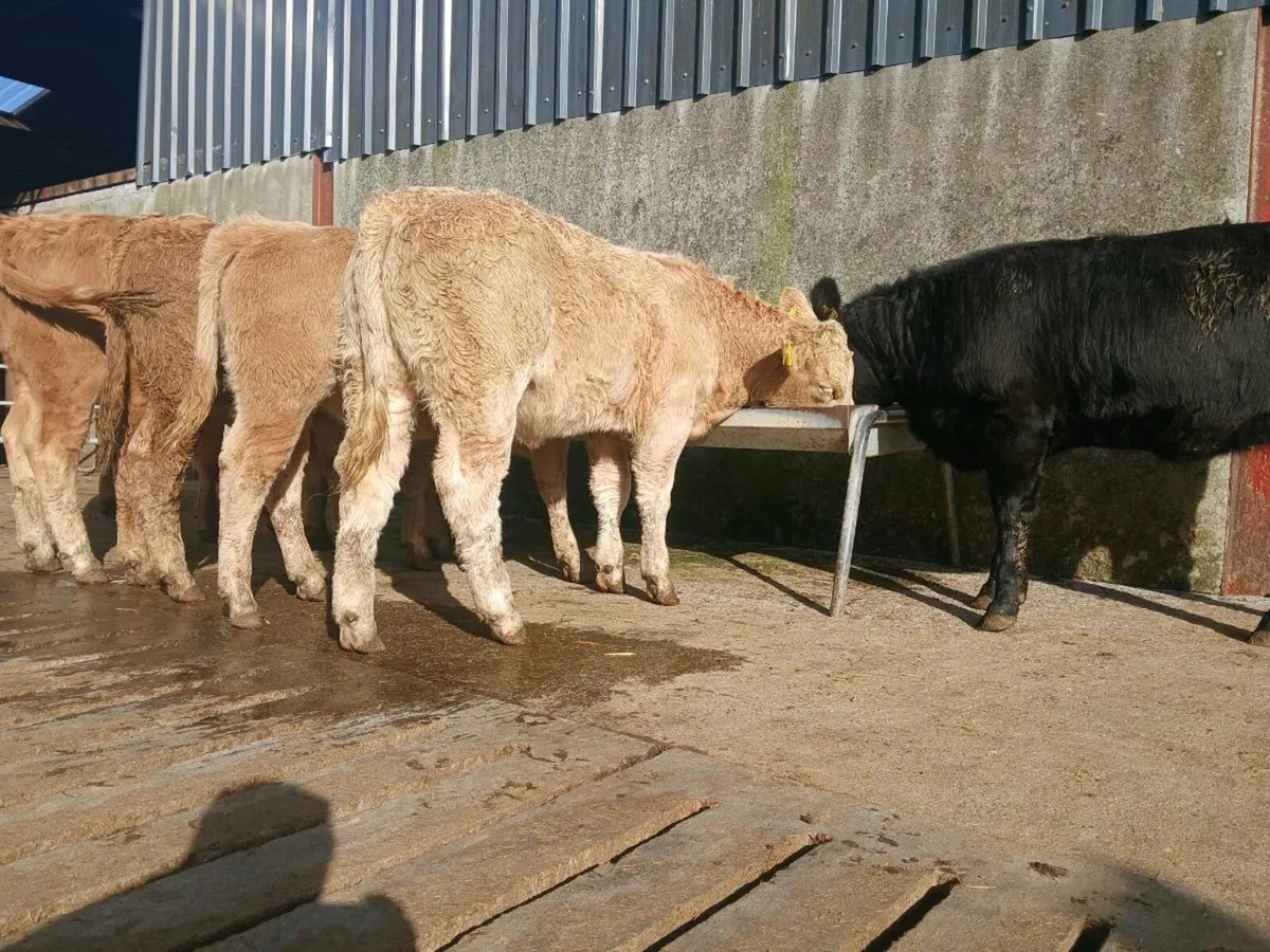 10 Charollais and Limousine Heifer Weanlings - Image 1