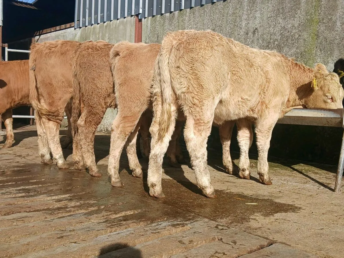 10 Charollais and Limousine Heifer Weanlings - Image 2