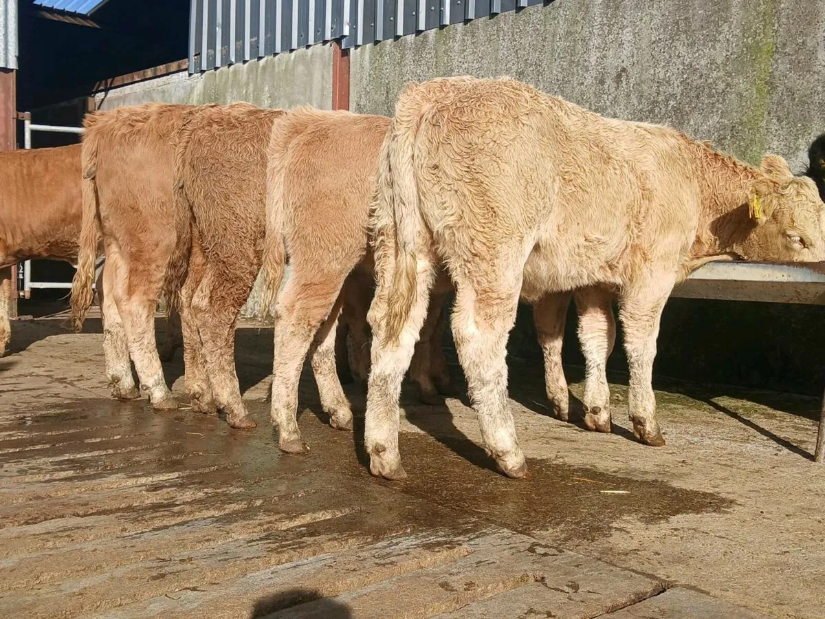 10 Charollais and Limousine Heifer Weanlings - Image 3