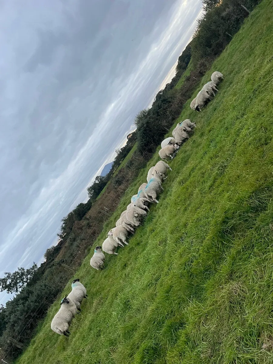 Lambs - Image 1