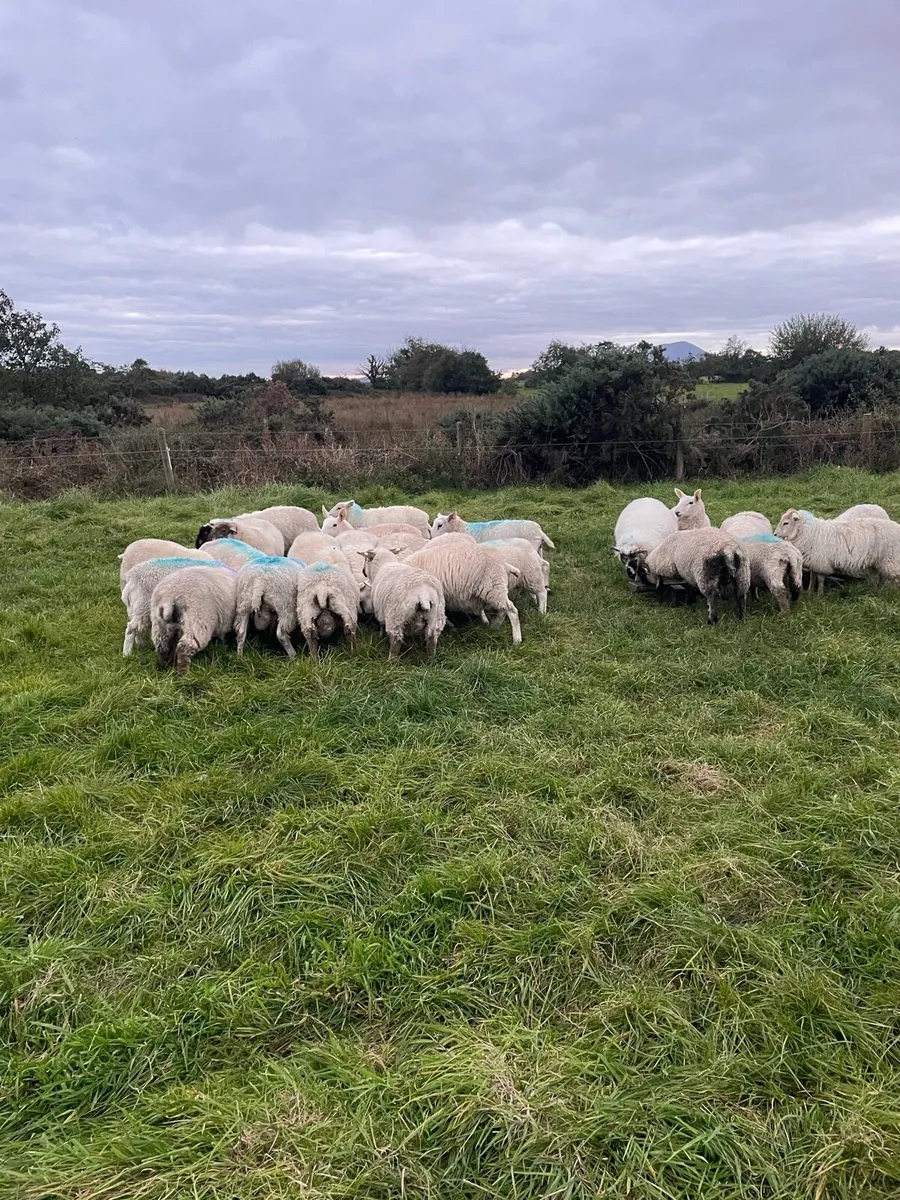 Lambs - Image 2