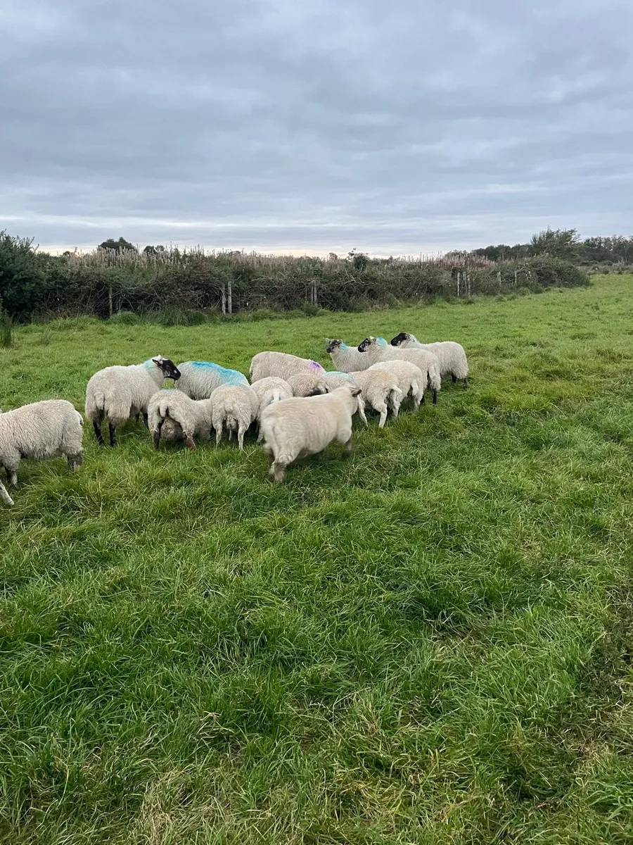 Lambs - Image 4