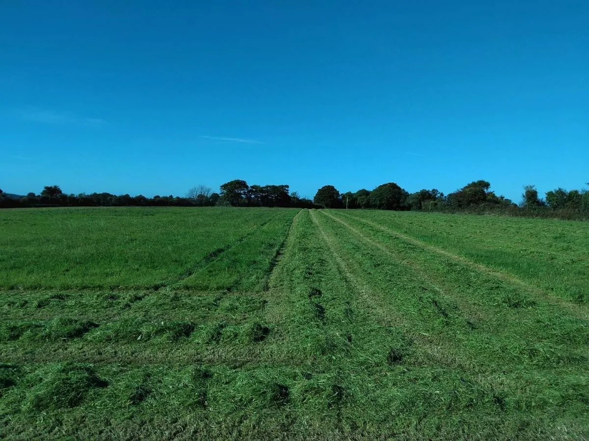 September Silage - Image 2