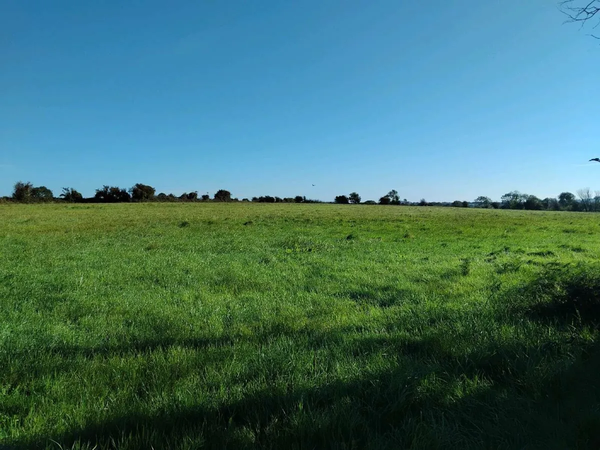 September Silage - Image 3