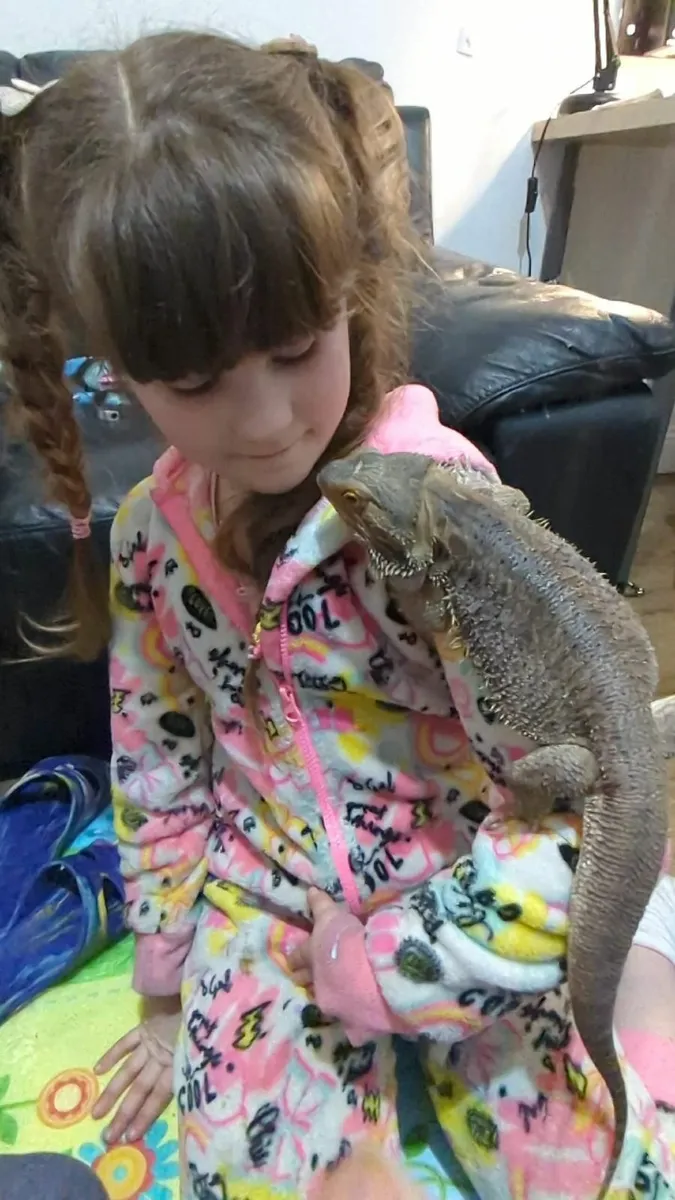 Lizard,  Bearded Dragon with Tank Included 🐉 - Image 3