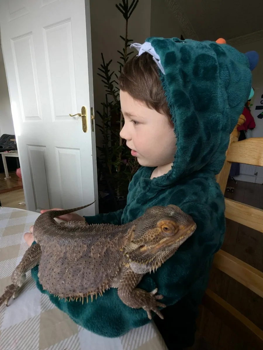 Lizard,  Bearded Dragon with Tank Included 🐉 - Image 4