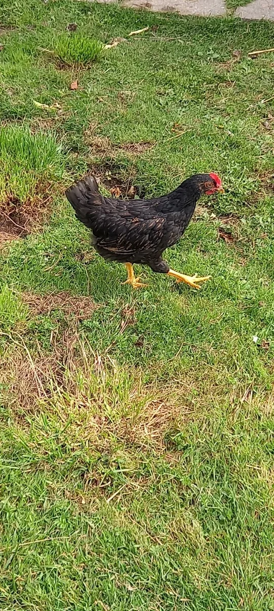 Rooster - Image 1