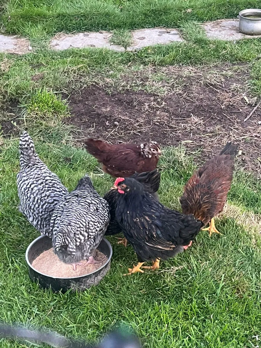 Rooster - Image 2