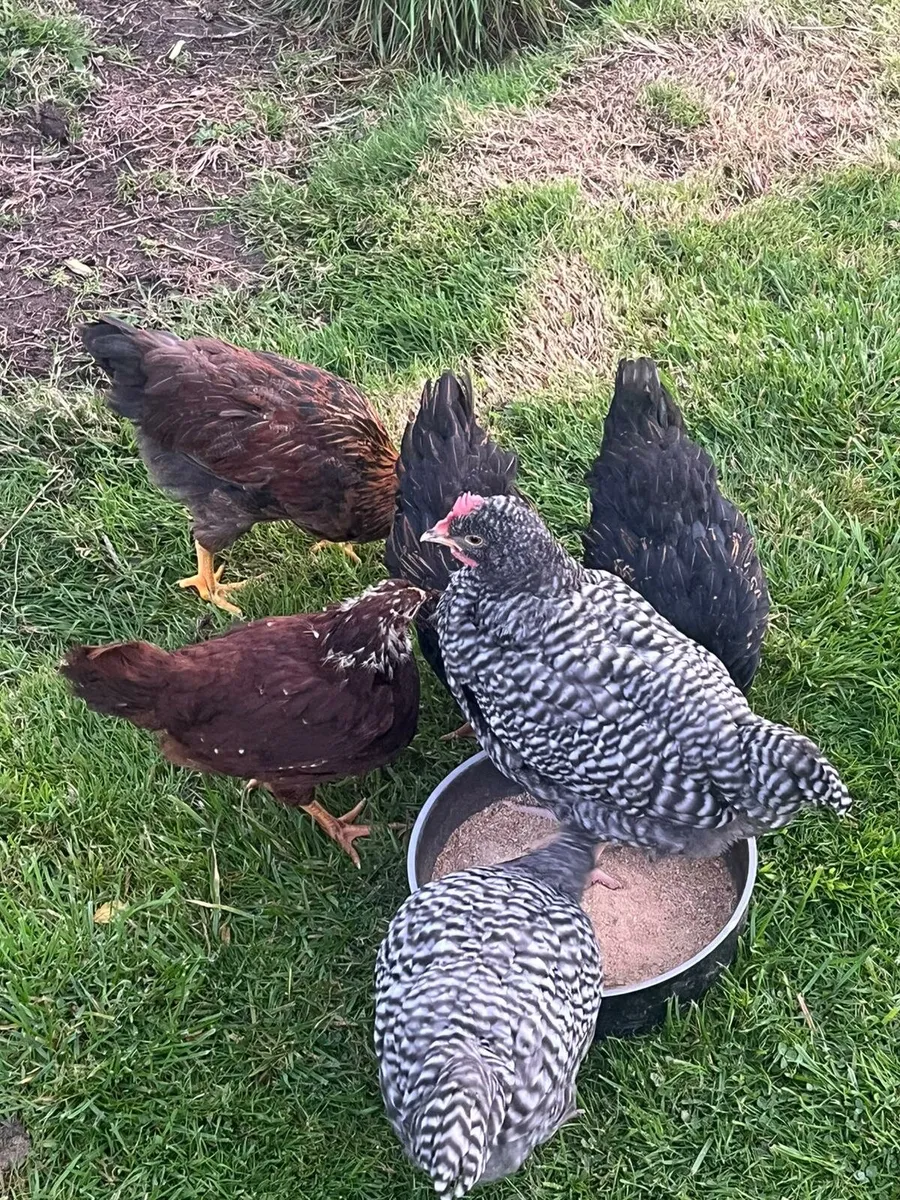 Rooster - Image 3