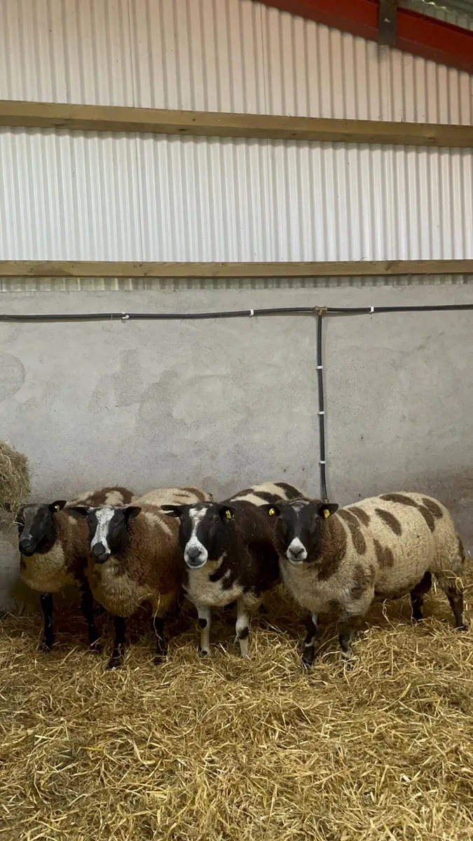 Dutch spotted sheep - Image 1