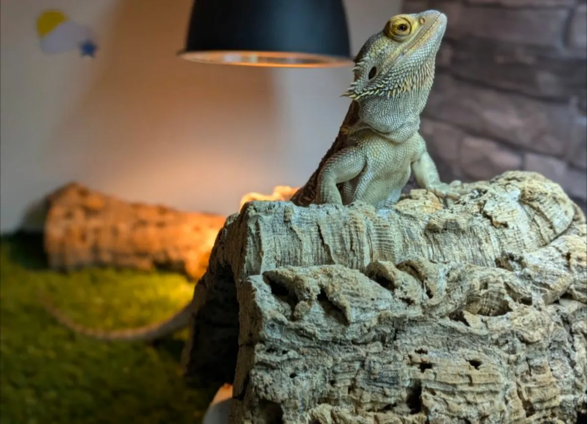 Lizard,  Bearded Dragon with Tank Included 🐉 - Image 1