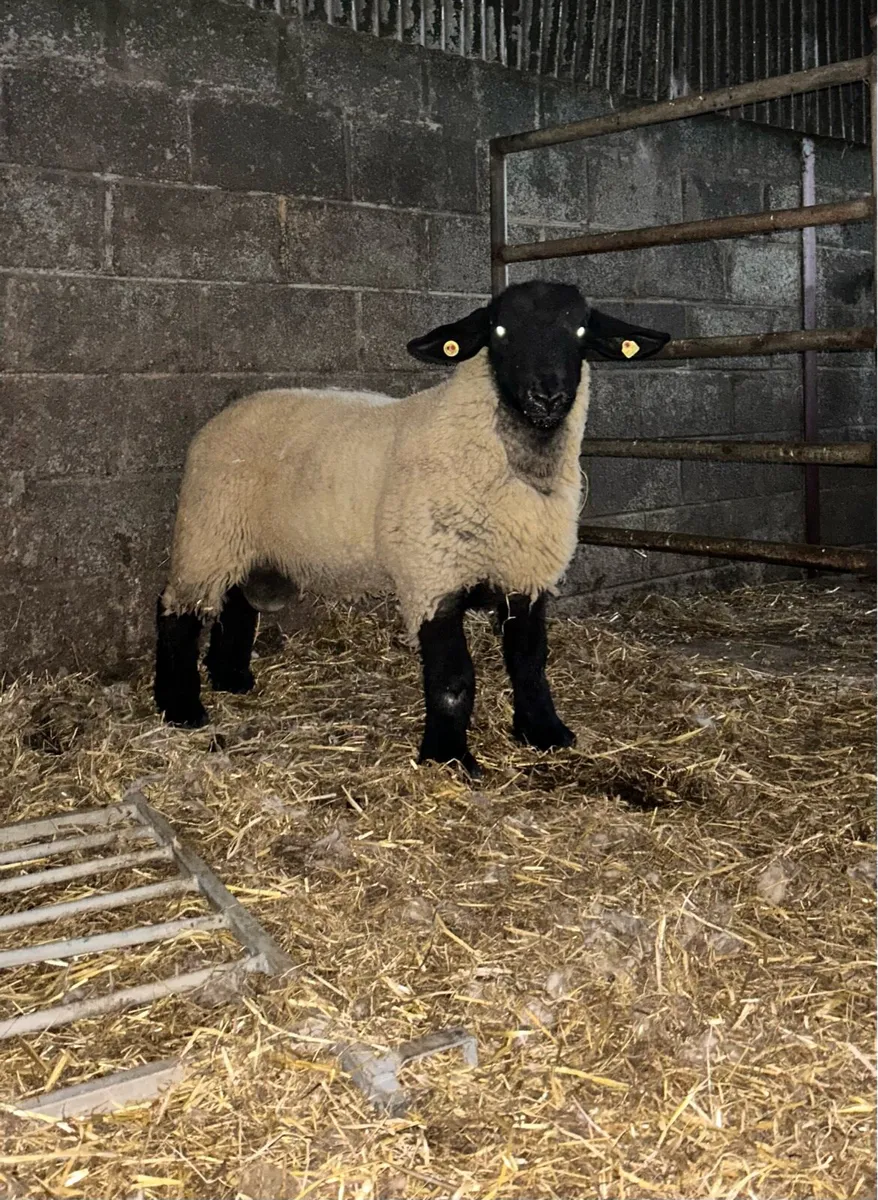Ped reg Suffolk ram lamb - Image 1