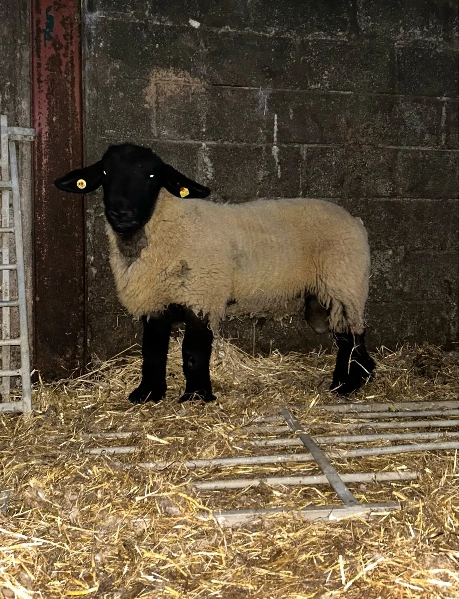 Ped reg Suffolk ram lamb - Image 2