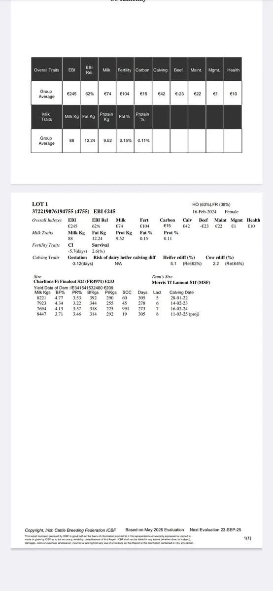 High Ebi in calf heifer