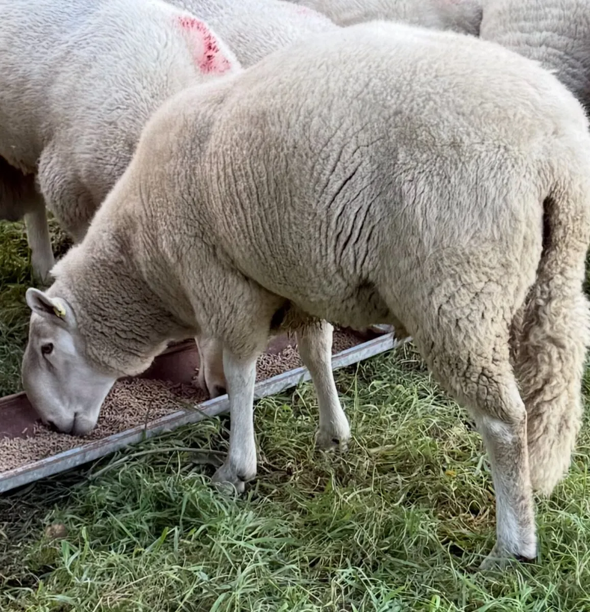 North County Cheviot Ram - Image 4