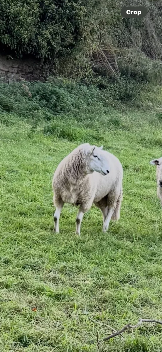 Cheviot Ram - Image 2