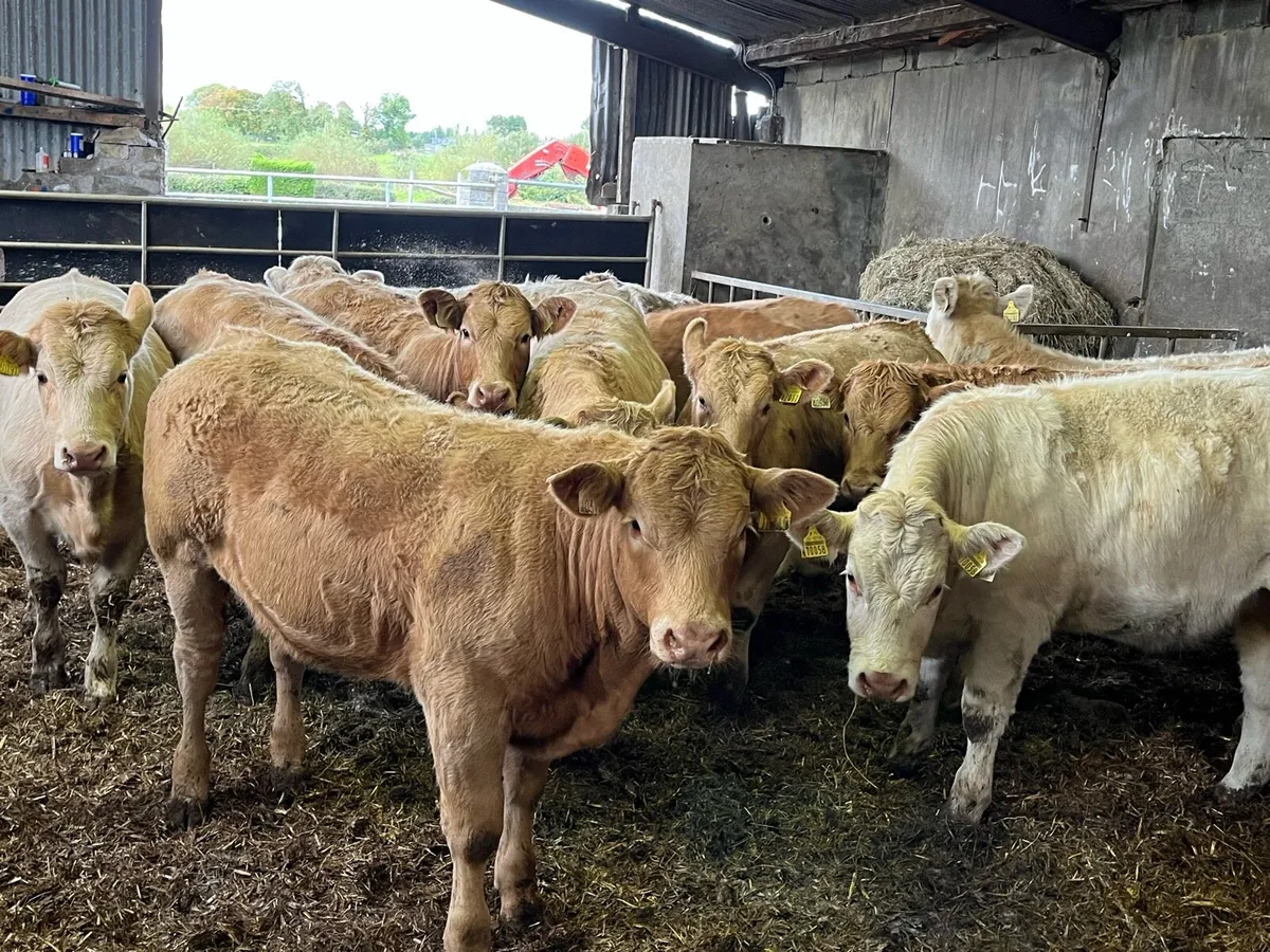 15 Charolais Heifers - Image 1