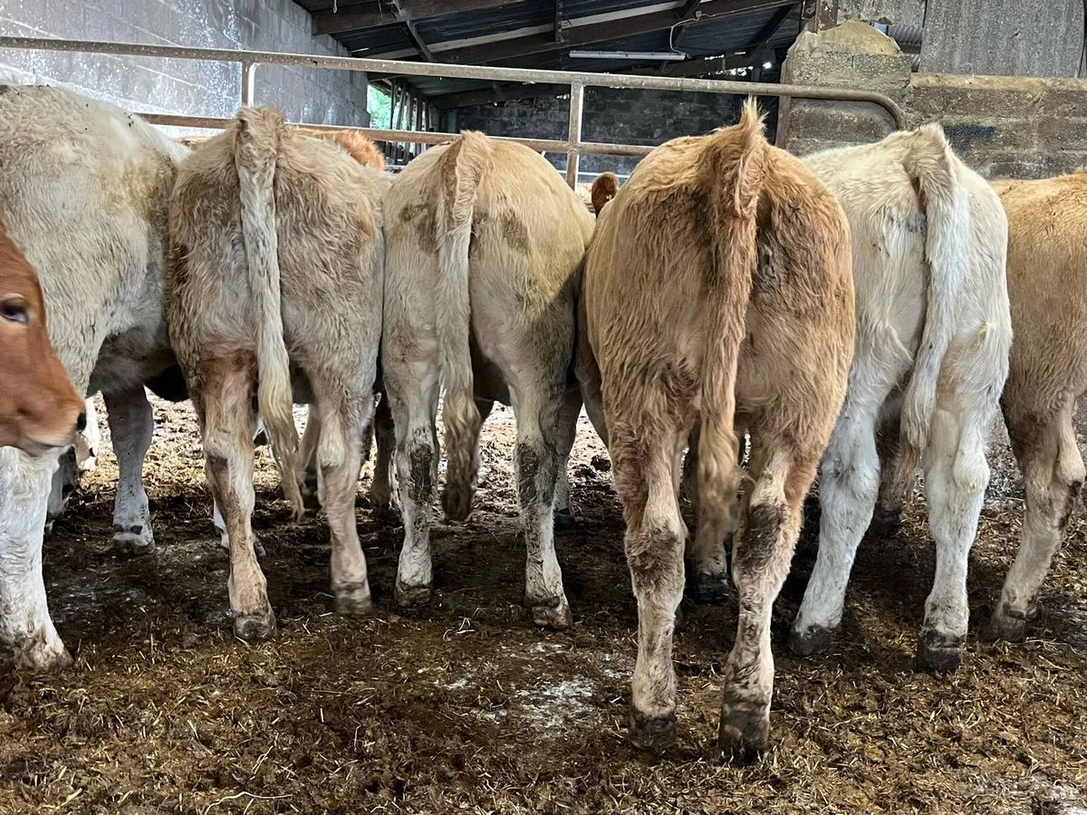 15 Charolais Heifers - Image 2