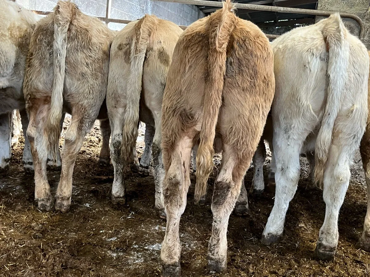 15 Charolais Heifers - Image 3