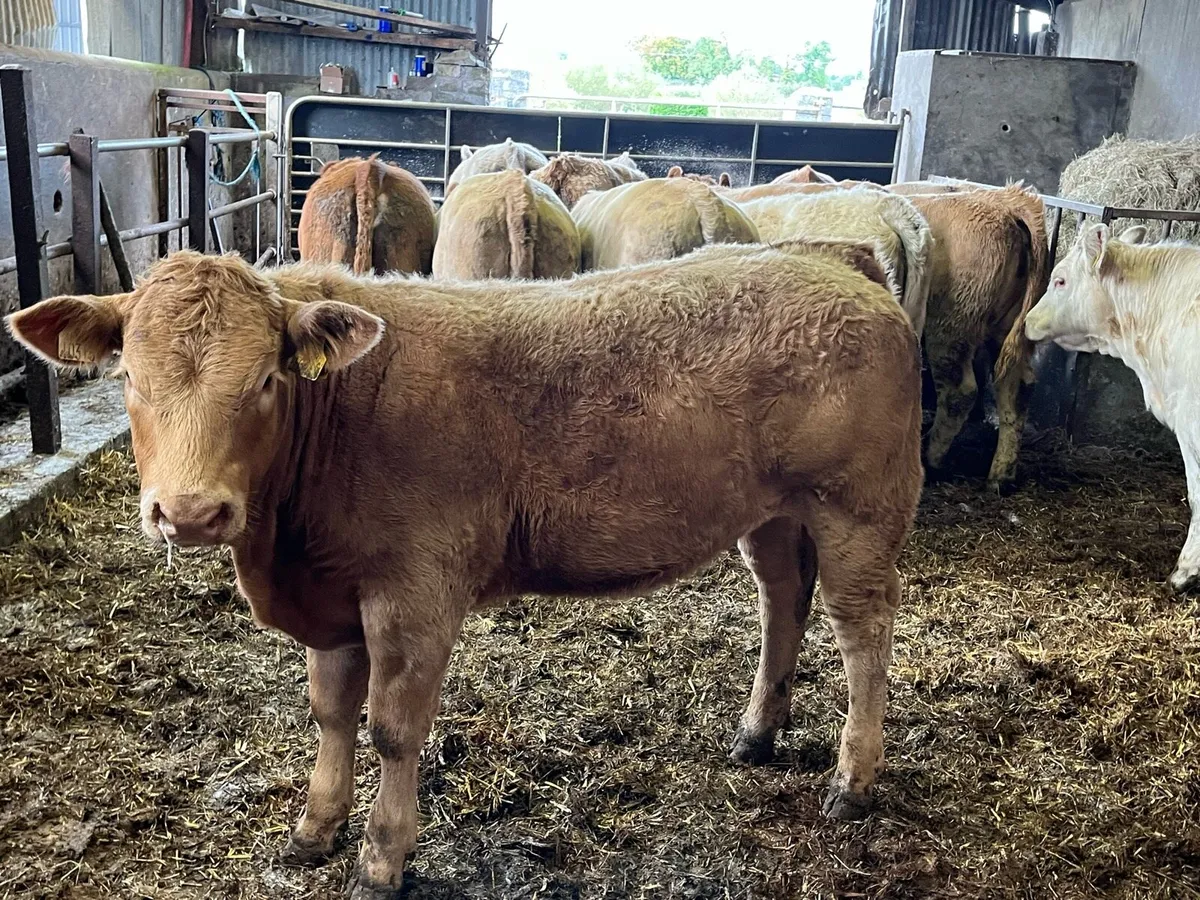 15 Charolais Heifers - Image 4