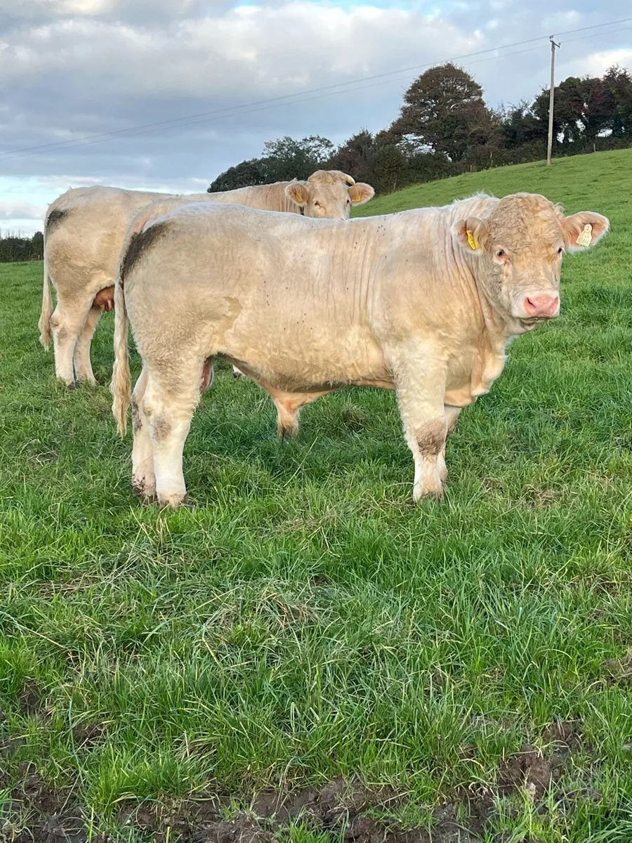 Pedigree charolais bull - Image 1
