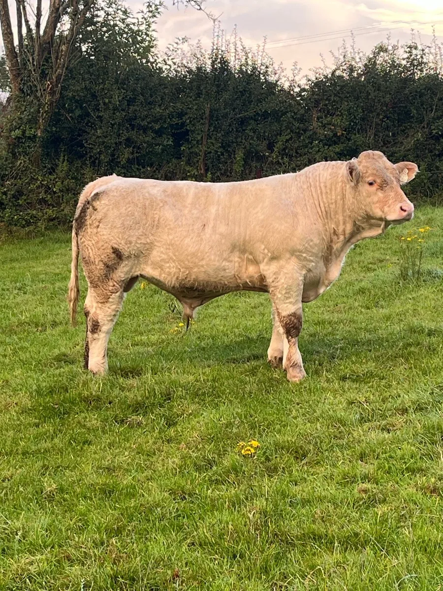Pedigree charolais bull - Image 2