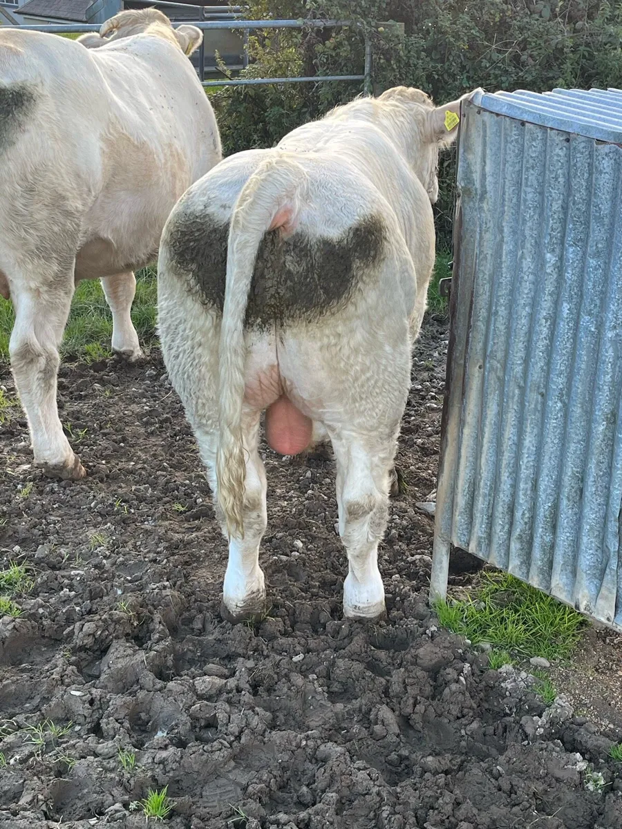 Pedigree charolais bull - Image 3