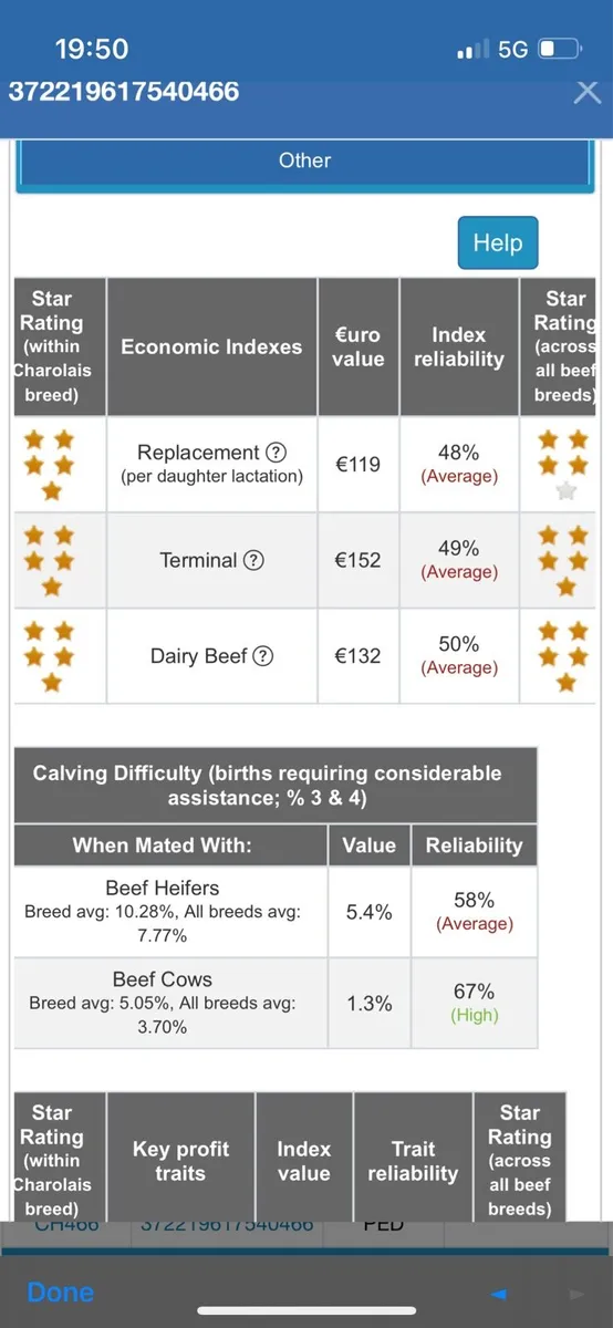 Pedigree charolais bull - Image 4