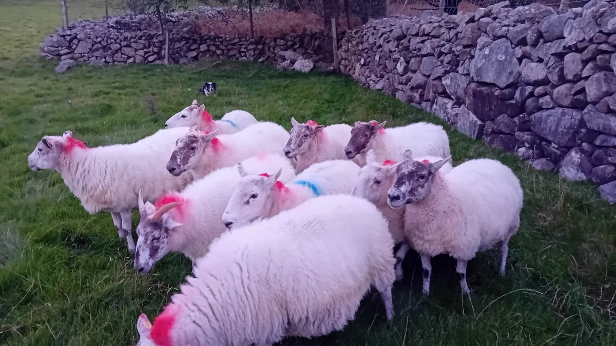 Cheviot cross ewes - Image 1